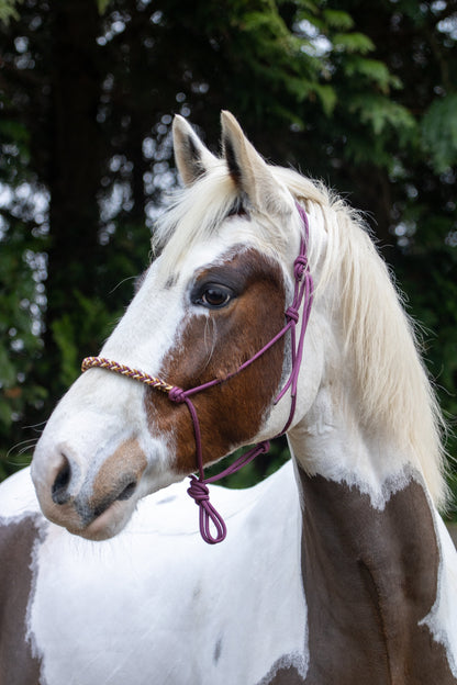 Rope halter with braided noseband burgundy, gold and caramel