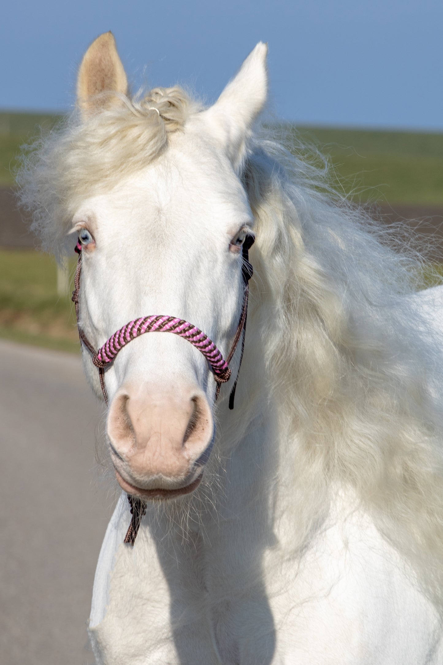 Rope halter brown with brown/baby pink noseband and earband