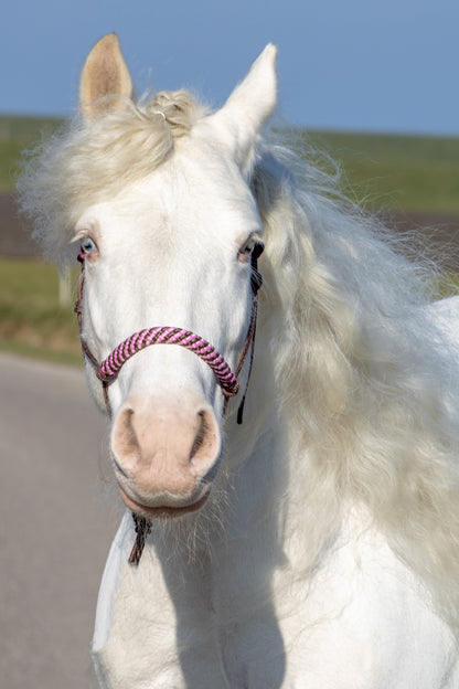 Rope halter brown with brown/baby pink noseband and earband