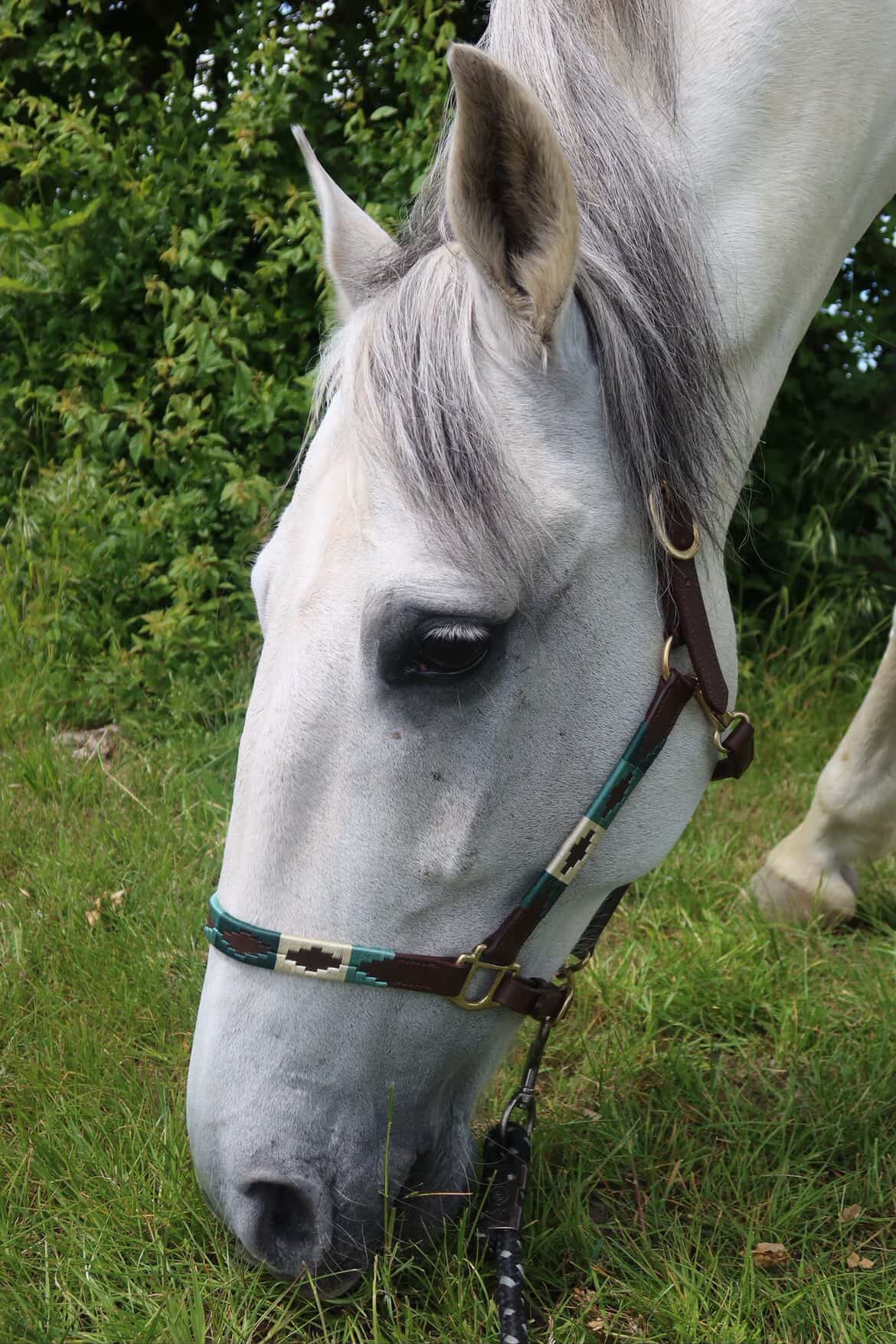 FMH - Licol polo en cuir Havana « Polo Vaquero Seafoam » émeraude/beige