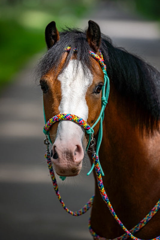 Horse Rope Shop - Touwhalster set rijhalster + teugels ‘Rainbow’ mint