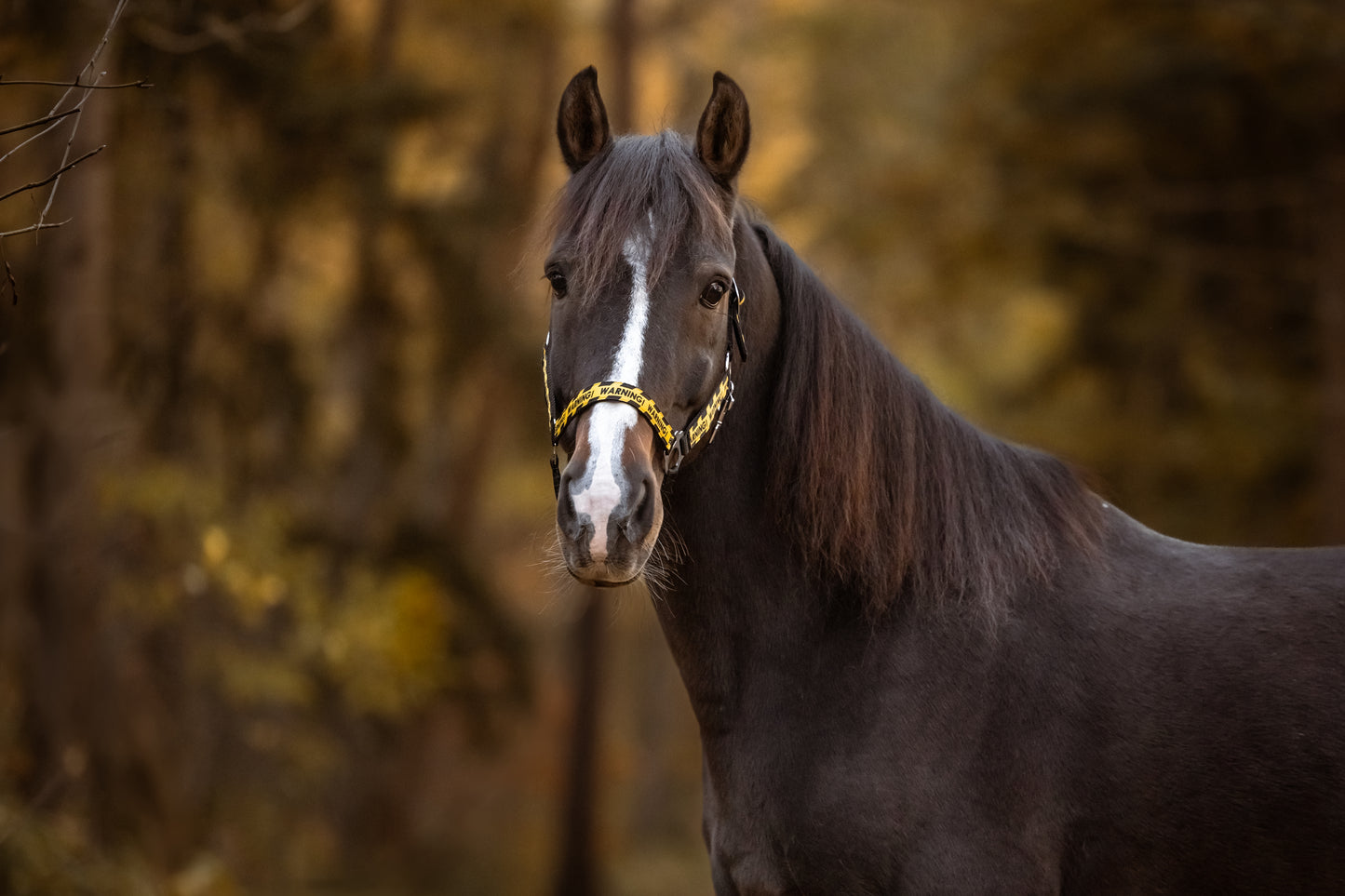Happy Halsters - Zwart Warning halster
