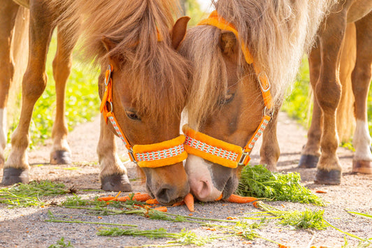 Happy Halsters - Oranje wortel halster bont