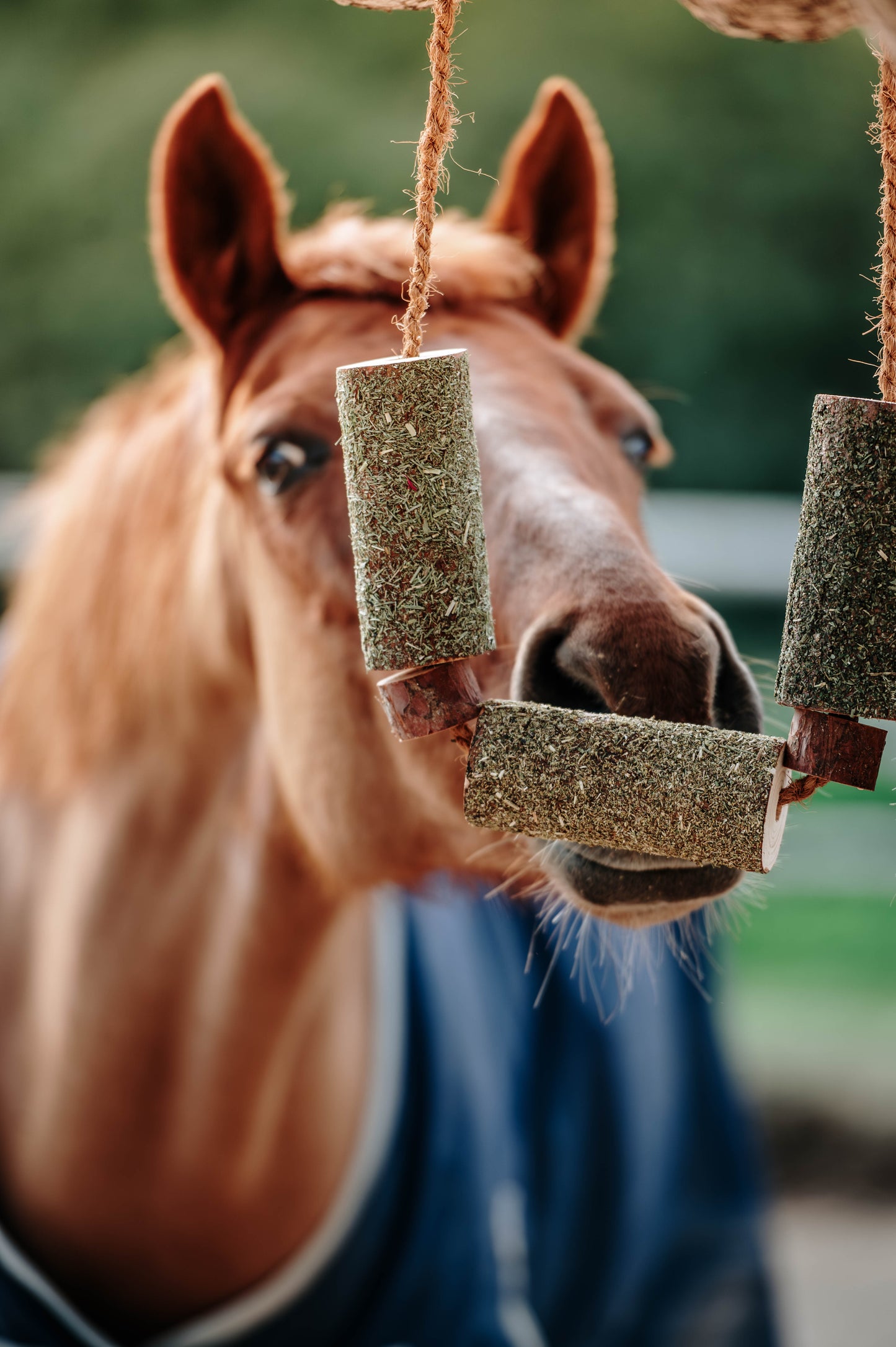 Herbi Horse - Houten speeltouw met kruiden (diverse)