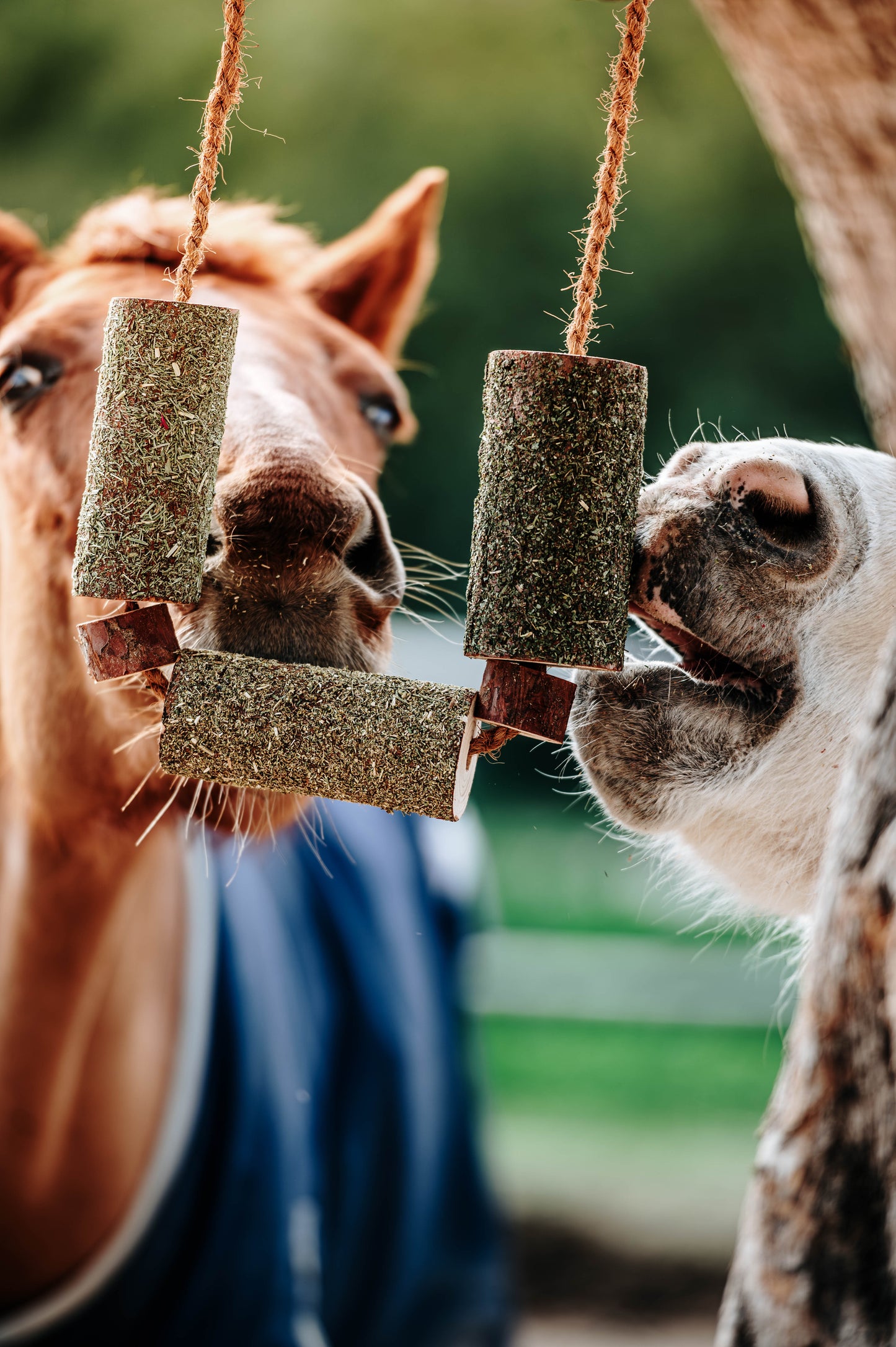 Herbi Horse - Houten speeltouw met kruiden (diverse)