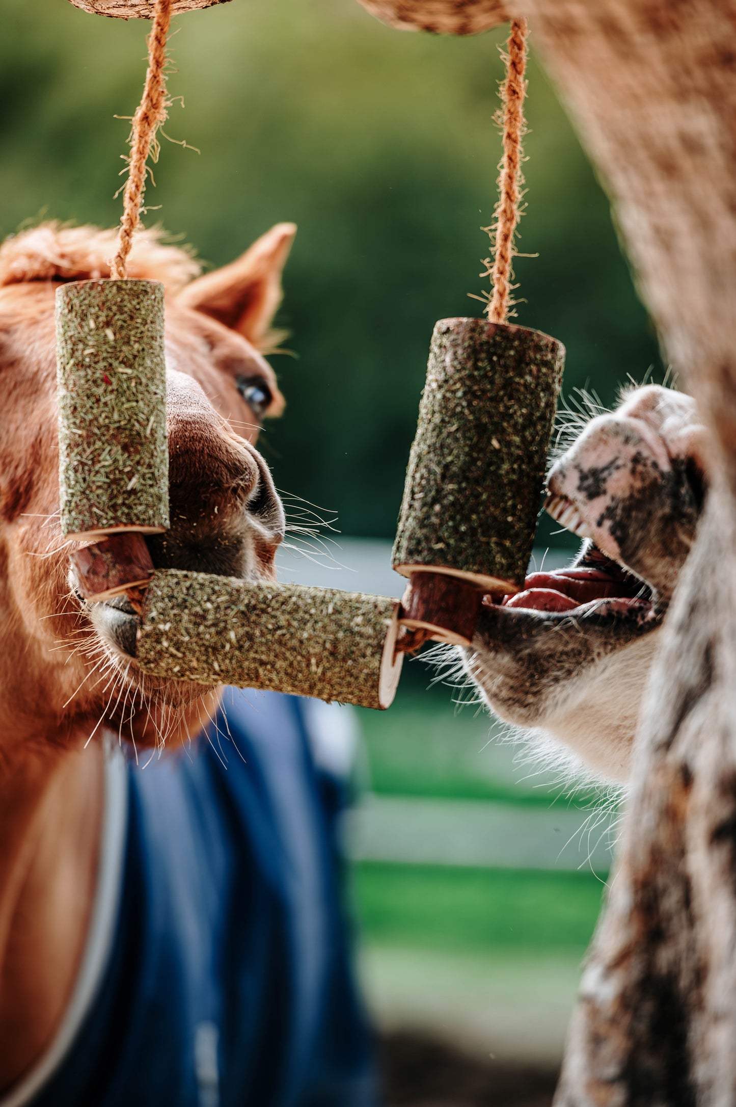 Herbi Horse - Houten speeltouw met kruiden (diverse)