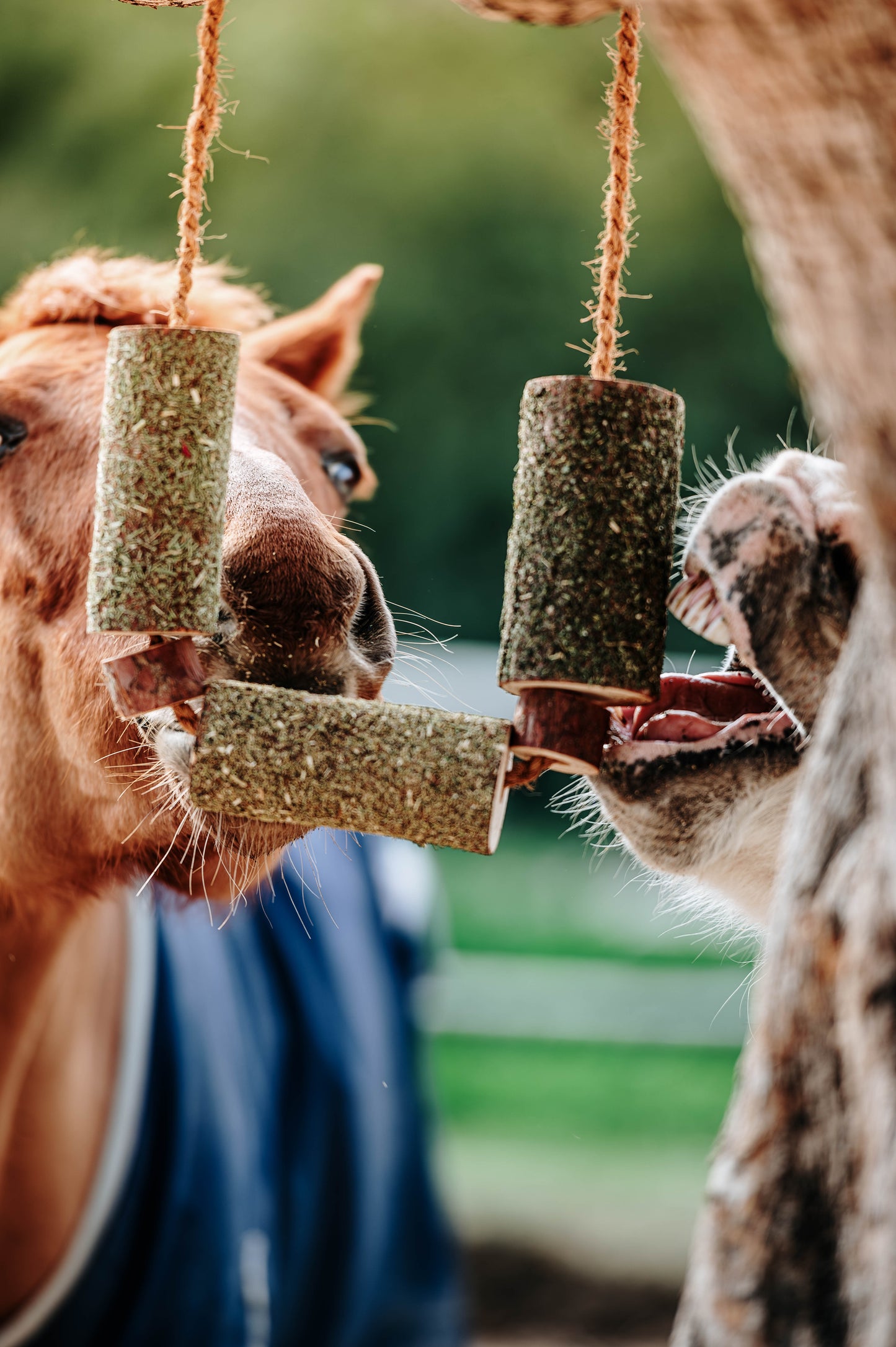 Herbi Horse - Houten speeltouw met kruiden (diverse)