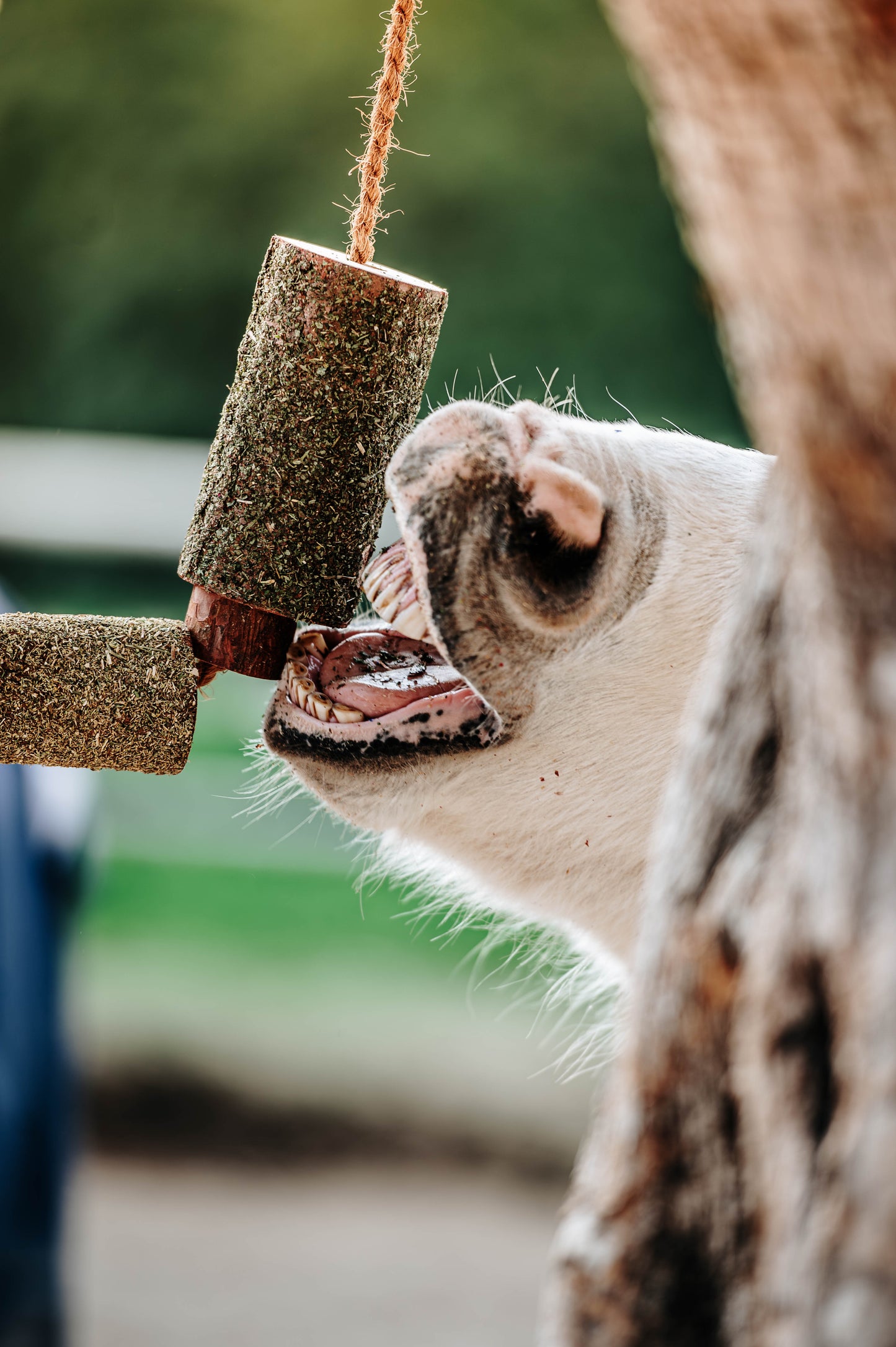 Herbi Horse - Houten speeltouw met kruiden (diverse)