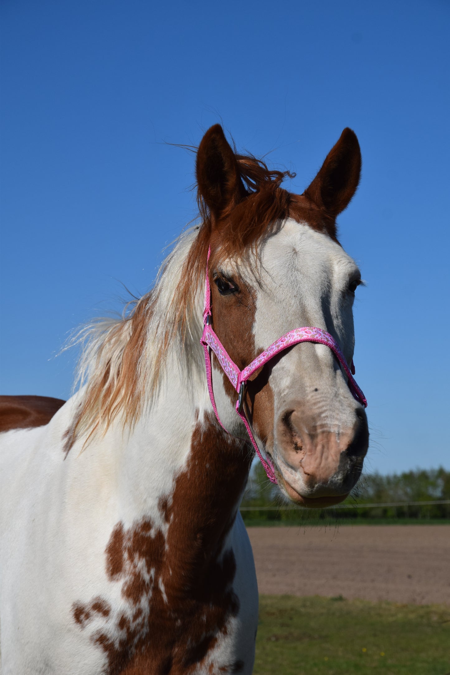 Happy Halters x FMH - Pink Cowgirl Exclusive halter div. to colour