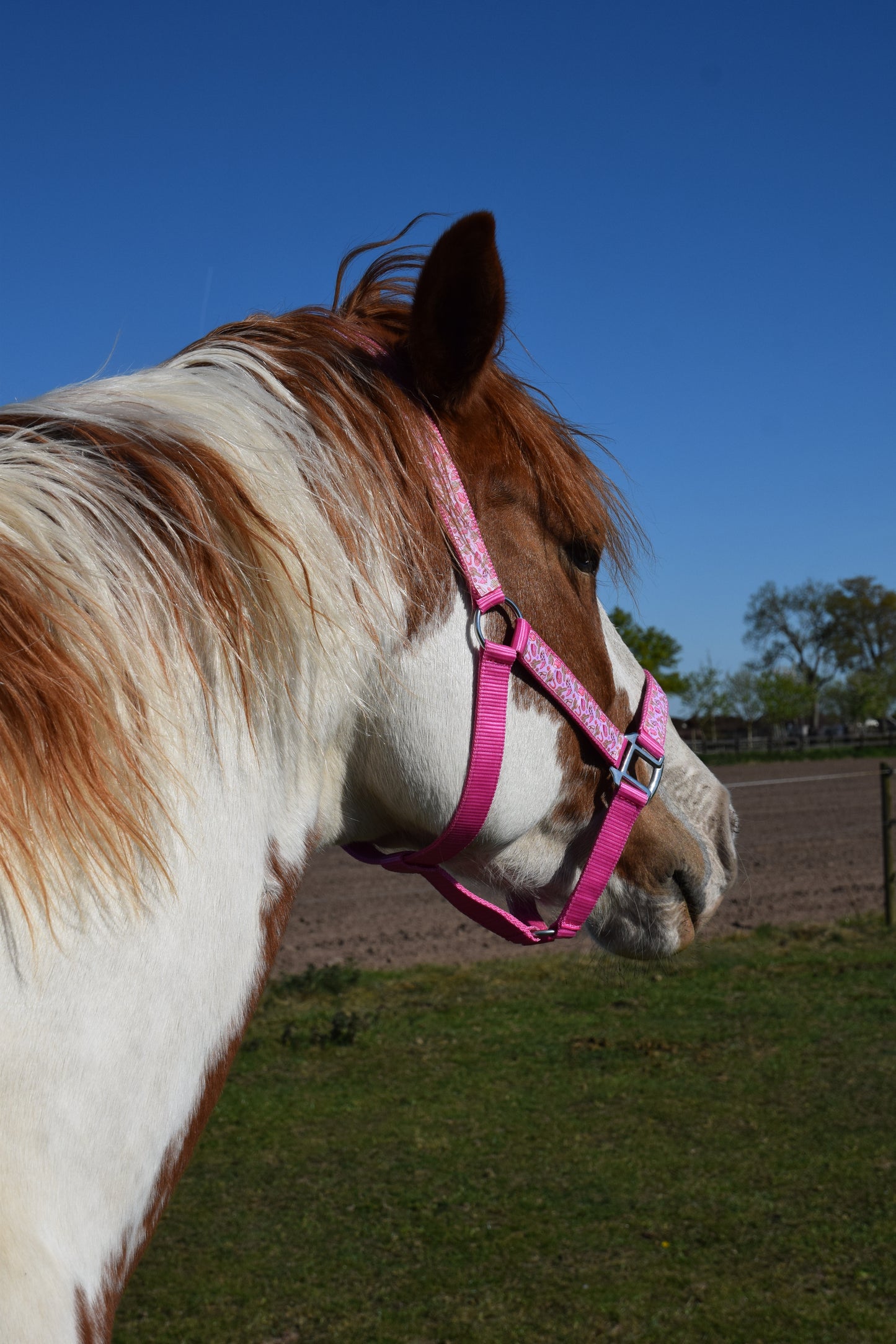 Happy Halters x FMH - Pink Cowgirl Exclusive halter div. to colour