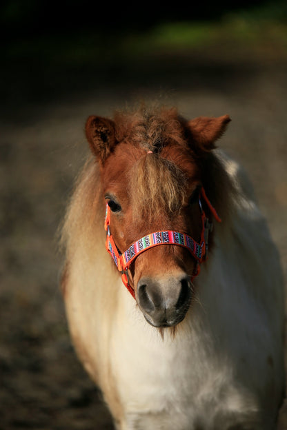 Happy Halsters x FMH - Colourful Panther Exclusive halter various colors