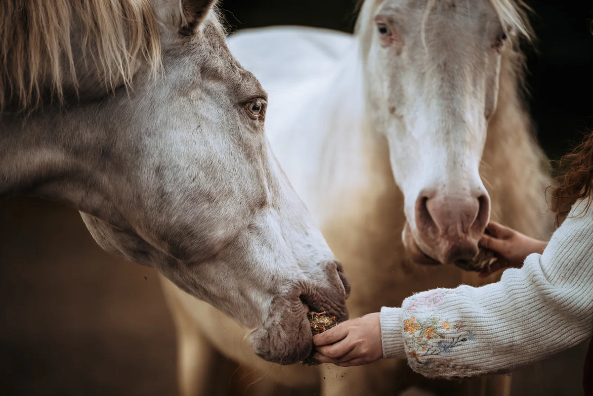 HippieHorses - Smulschijf Voordeelverpakking 10 stuks (mix van diverse smaken)