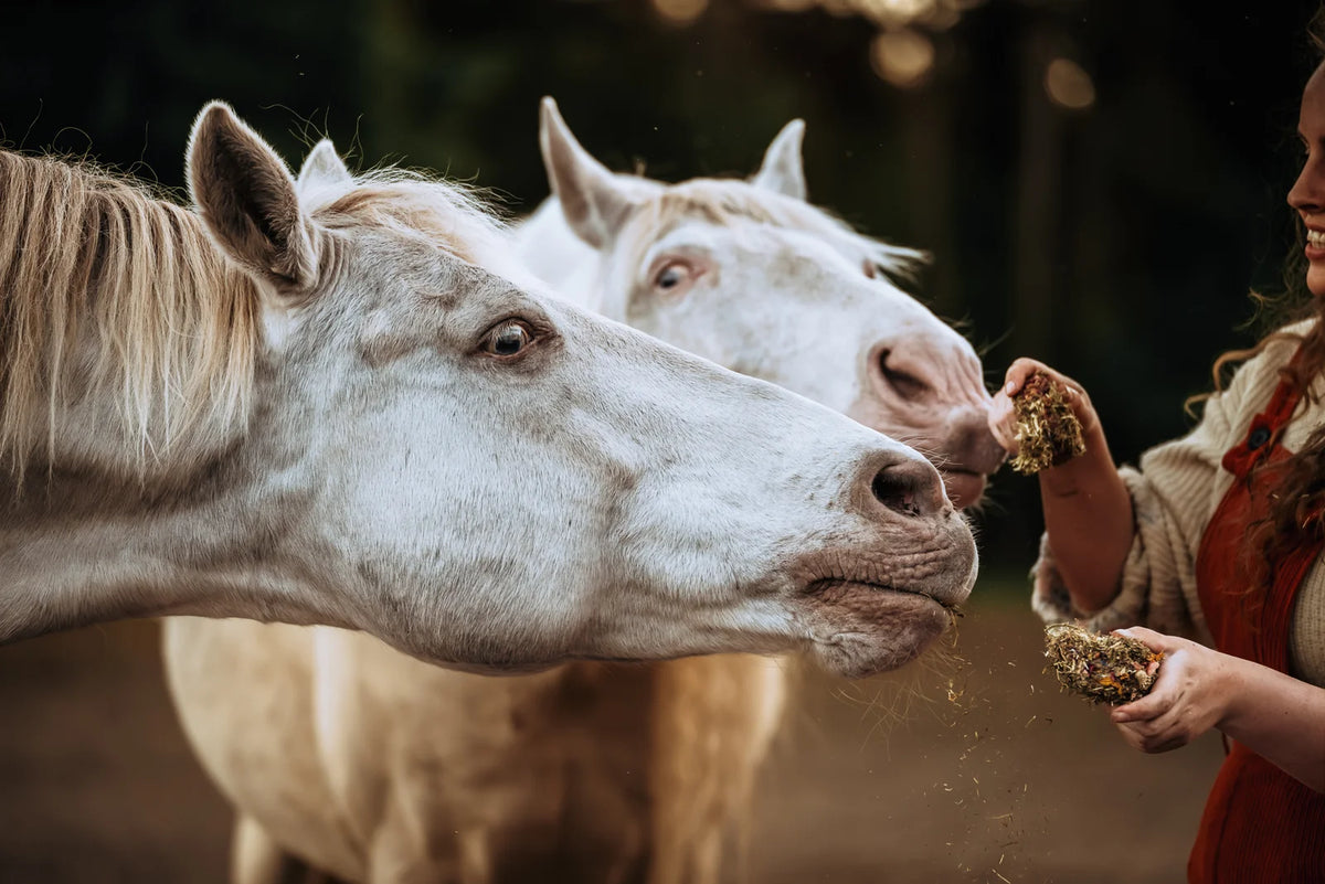HippieHorses - Smulschijf Voordeelverpakking 10 stuks (mix van diverse smaken)