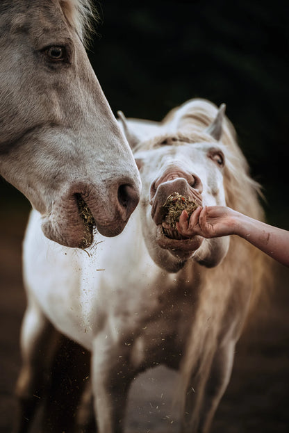 HippieHorses - Smulschijf Voordeelverpakking 10 stuks (mix van diverse smaken)