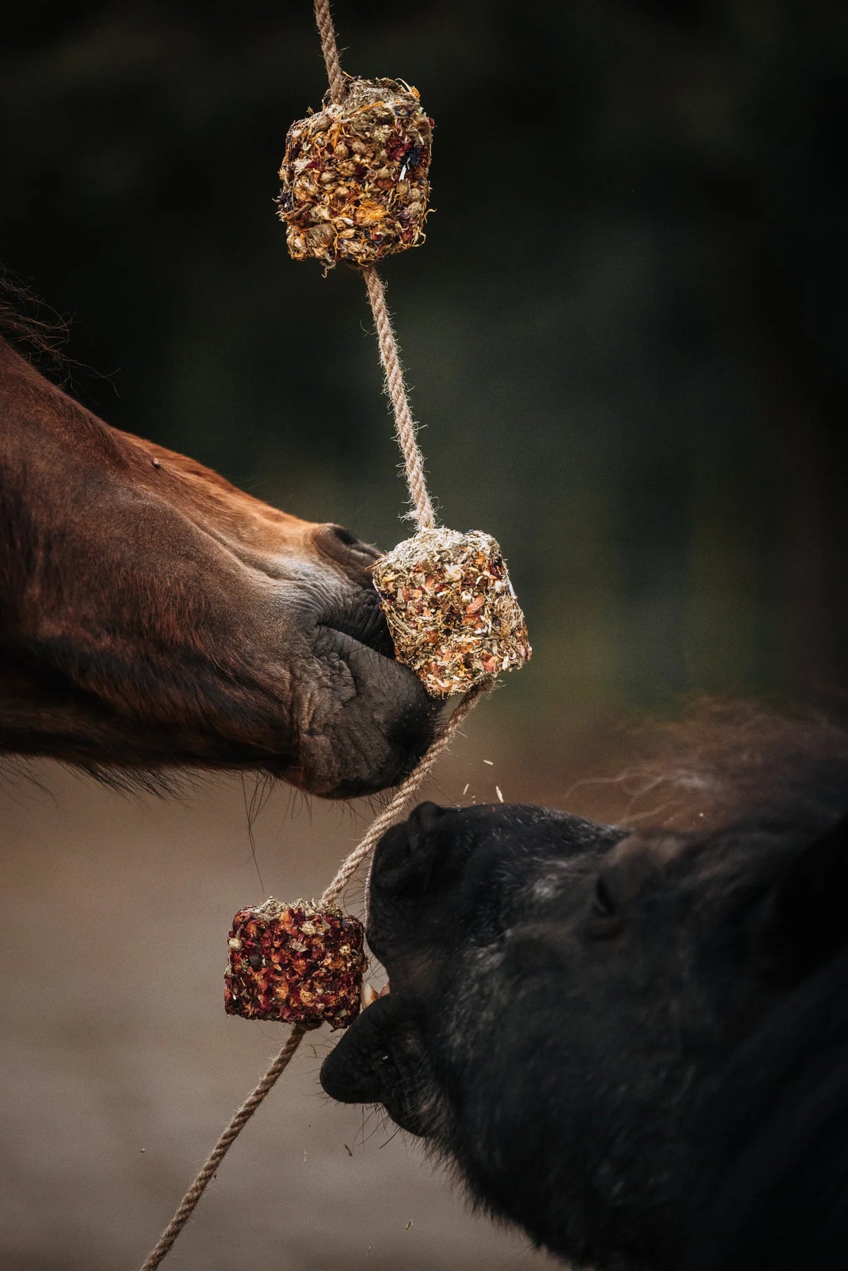 HippieHorses - Smulblok slinger voor paarden Unicorn - Pink Pony - Rainbow