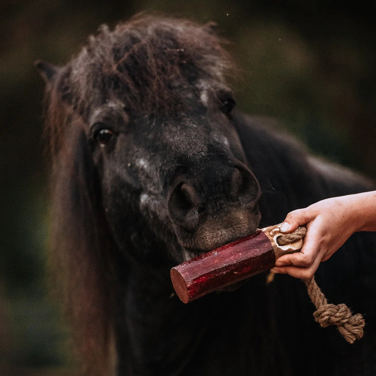 HippieHorses - Knabbelstam voor paarden Fruity zwarte bes