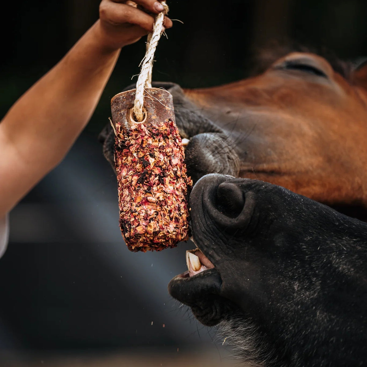 HippieHorses - Knabbelstam met kruiden voor paarden Pink Pony mix