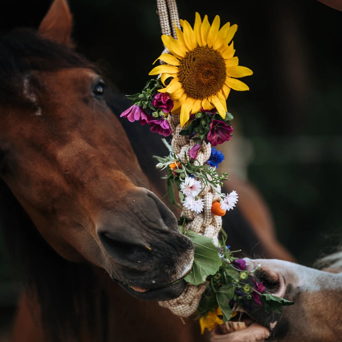 HippieHorses - Knabbeltouw katoen-hennep