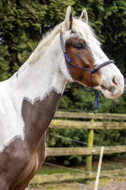 Rope halter dark blue with dark blue-beige noseband and earband