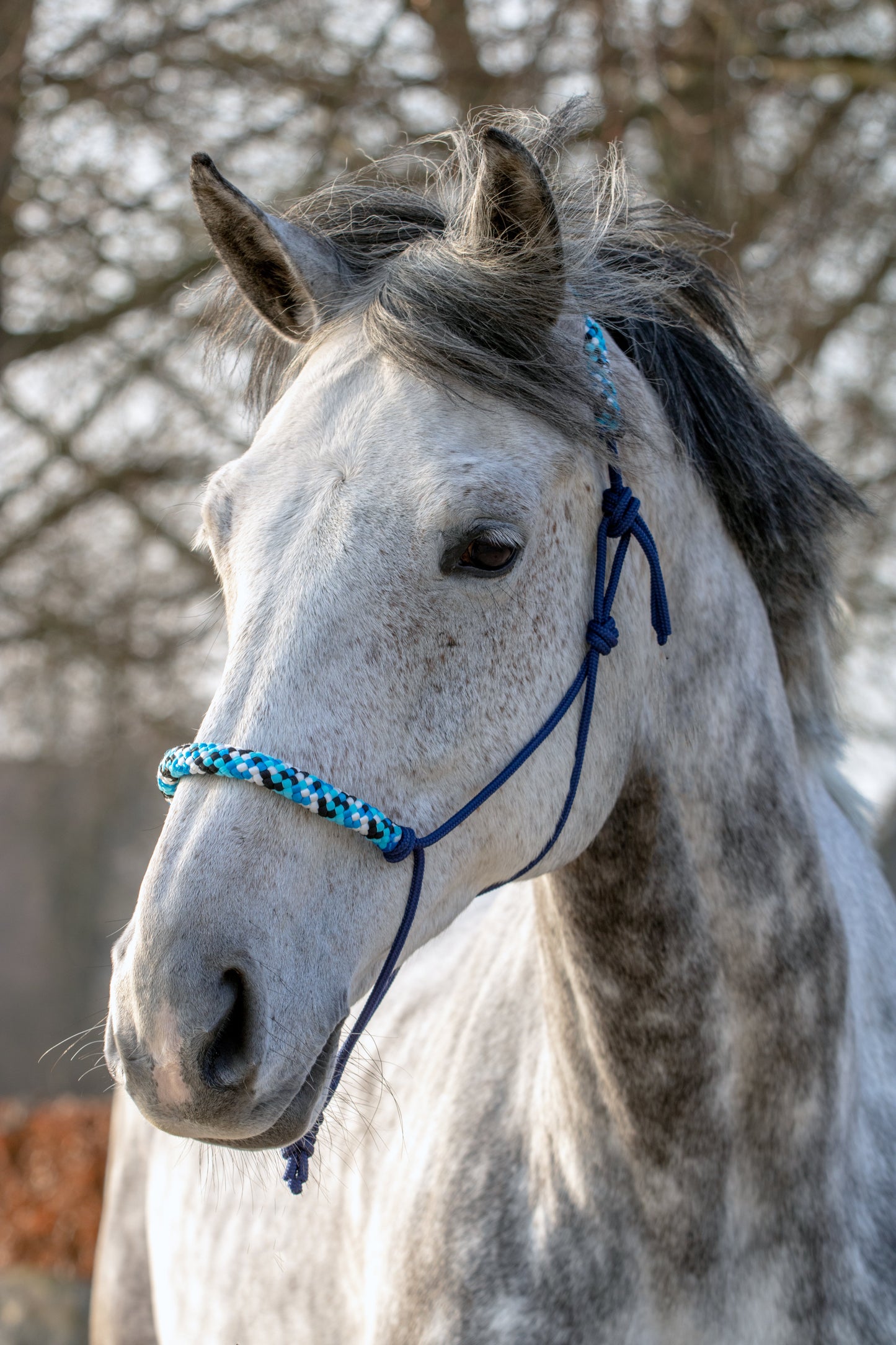 Rope halter dark blue with sea storm