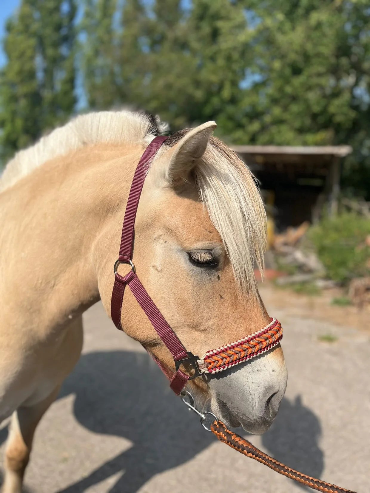 Design Your Own! - Handgemaakte Paardenhalsters - Eigen ontwerp halster