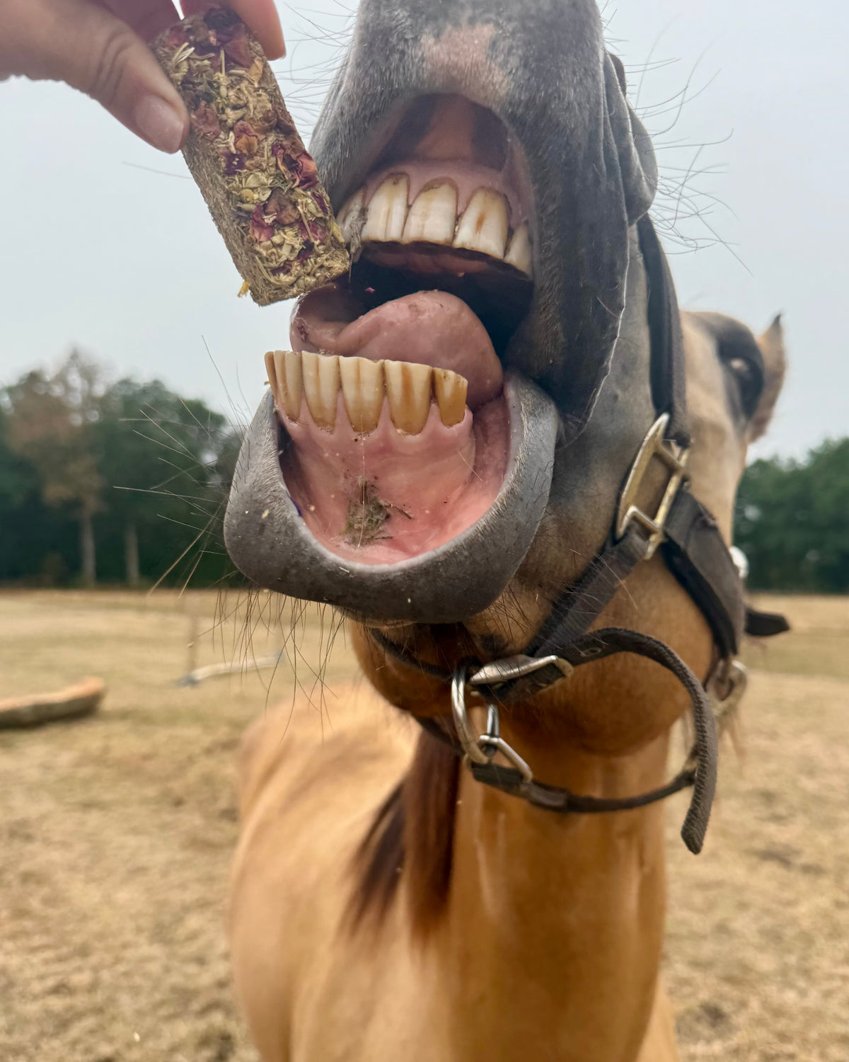 Frisian Roots Barn - Blossom Bars snacks naturales para caballos con hierbas 4uds.