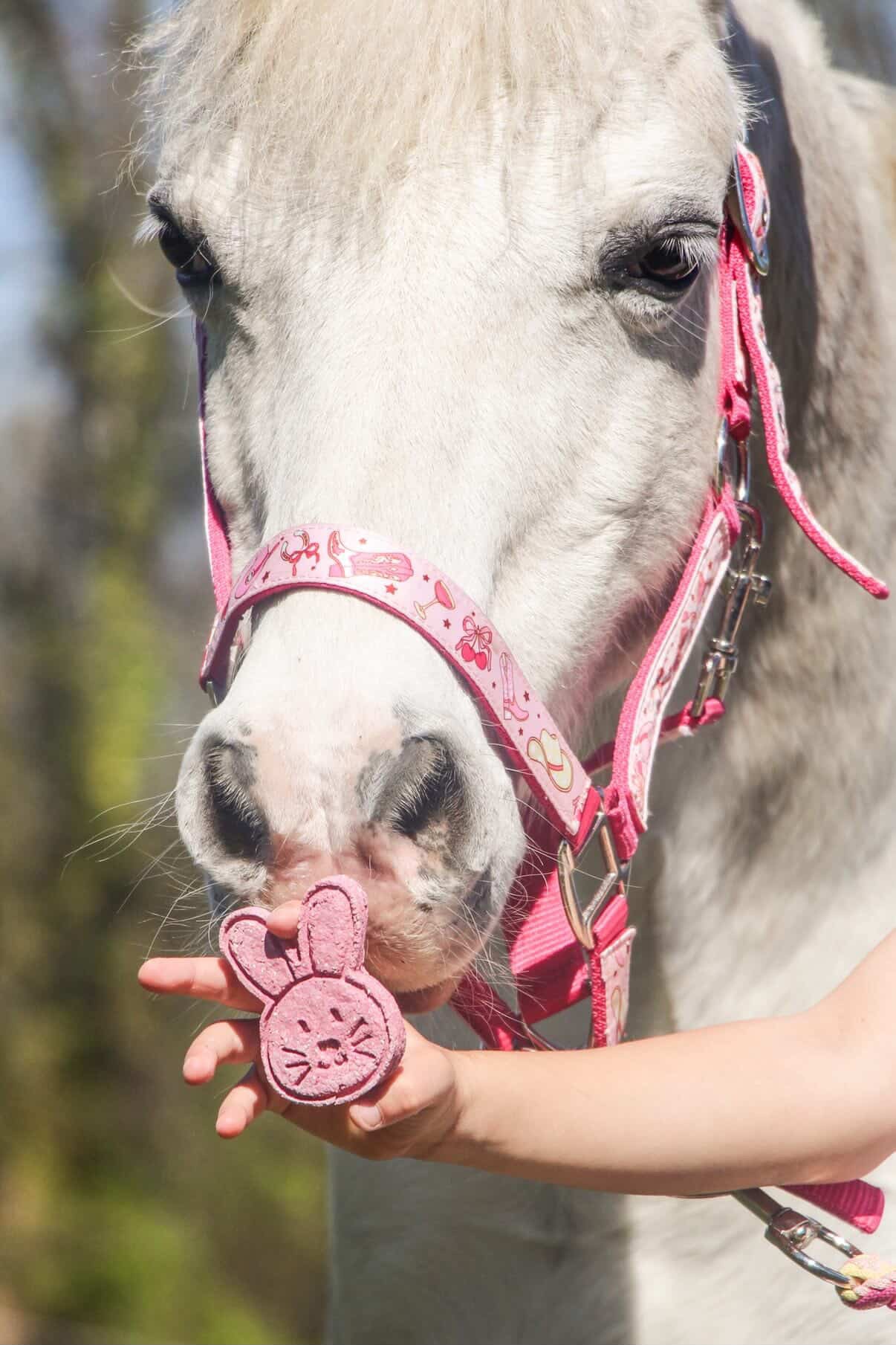 Horse Tea Company - Biscuits pour chevaux 4-pack Bunnies