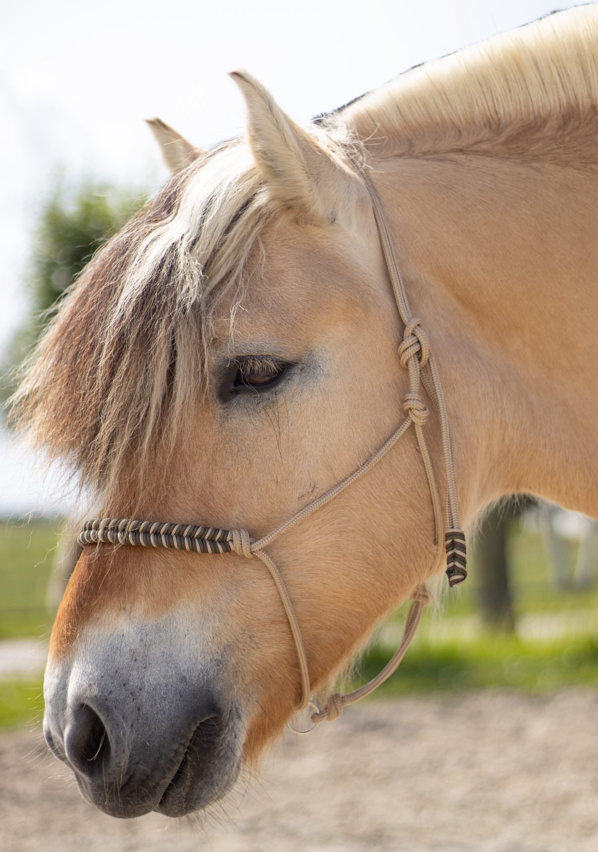 Myrthe's Horse Passion - Fishtail Rope Halter 2025-2026