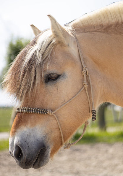 Myrthe's Paardenpassie - Tauhalfter Fischgrät 2025-2026