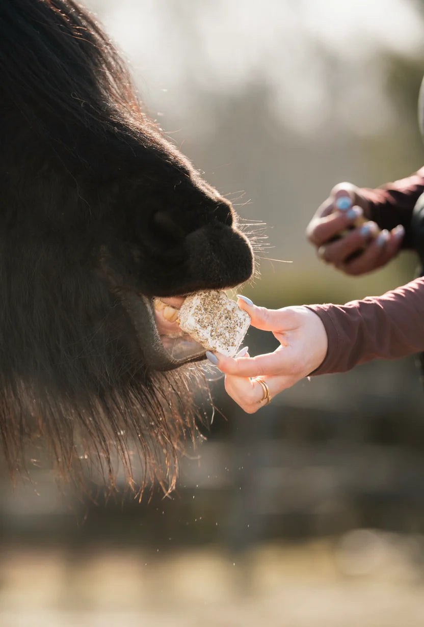 The Horse Tea Company - Paardenkoekjes HealTea Summer Biscuits met icing 3st