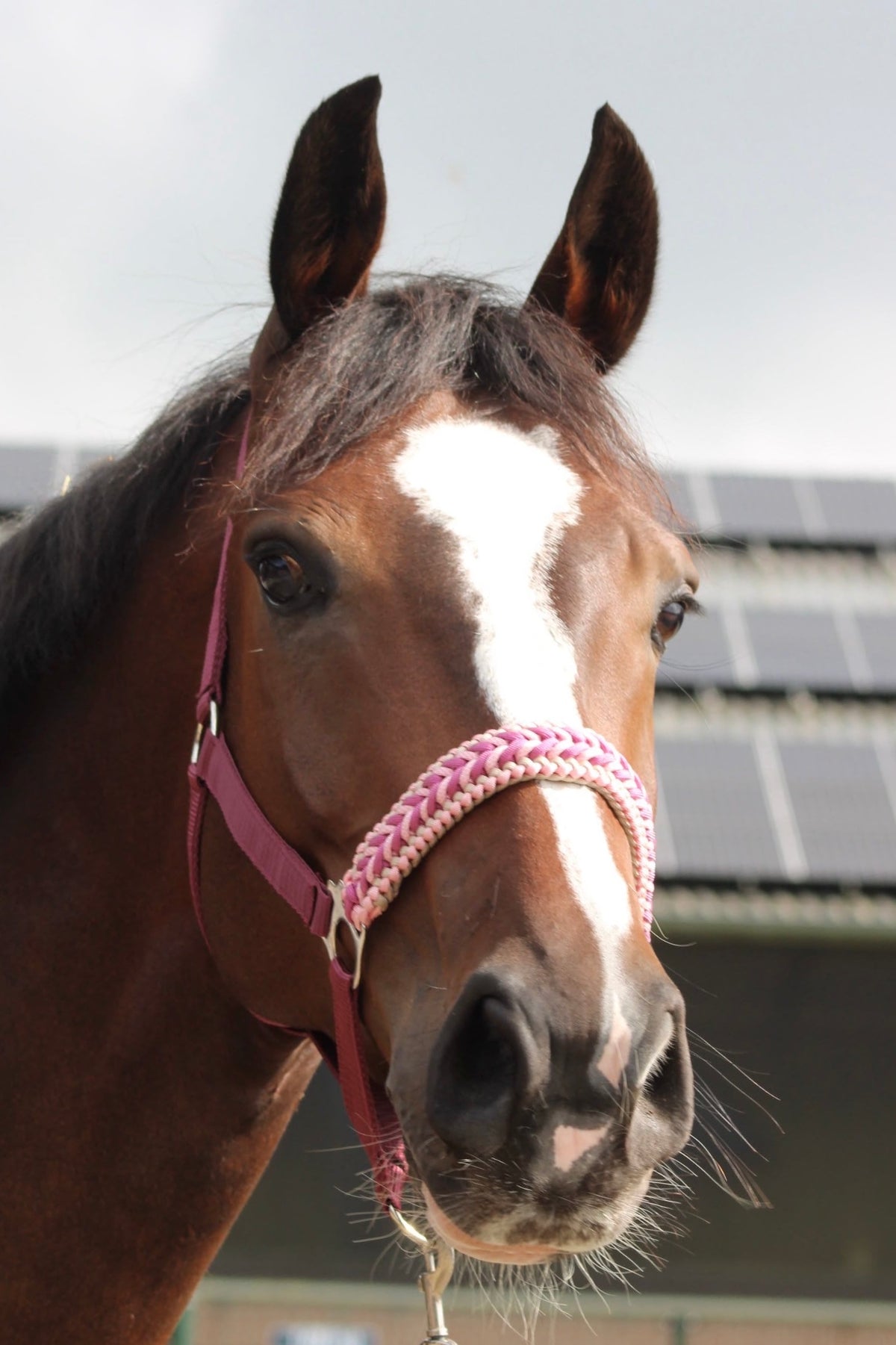 Handgemaakte paardenhalsters - Geknoopt halster ‘Belle Amour’ oudroze/ bordeaux/ roze