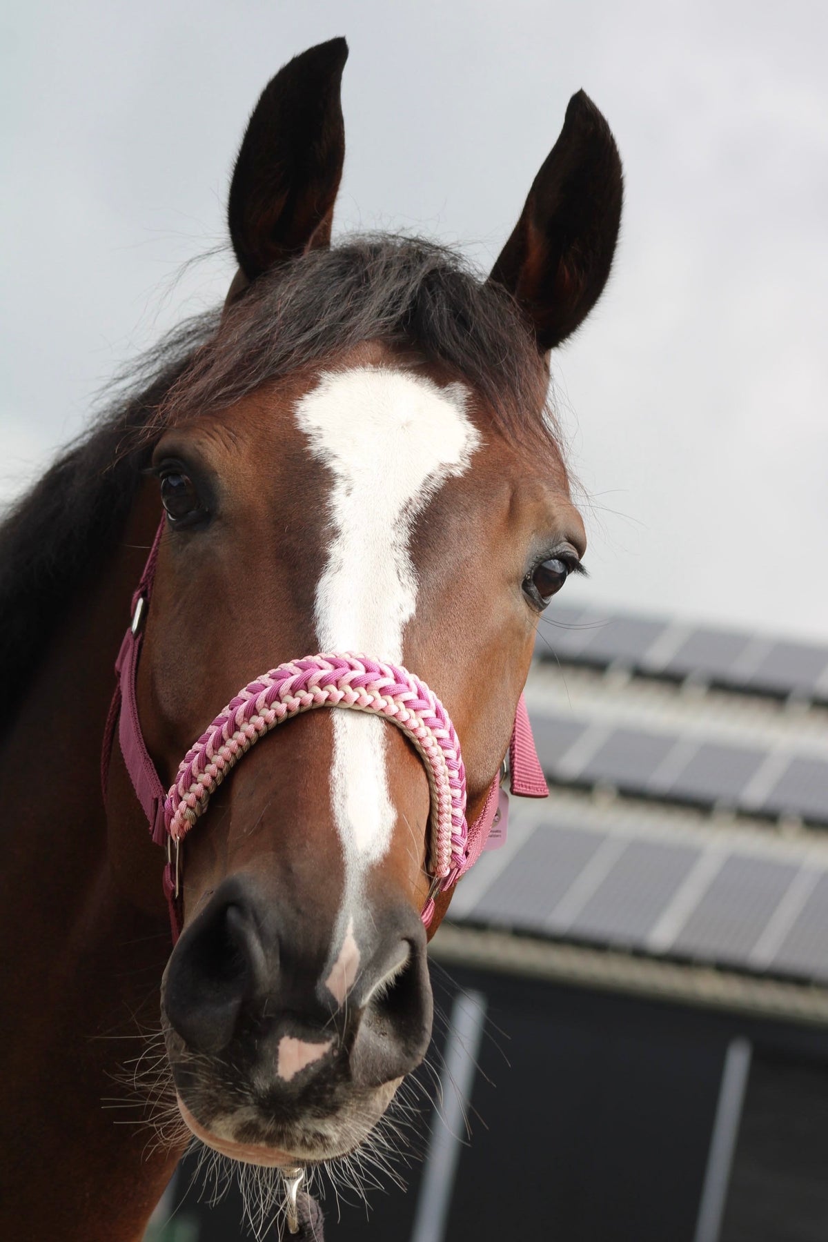 Handgemaakte paardenhalsters - Geknoopt halster ‘Belle Amour’ oudroze/ bordeaux/ roze
