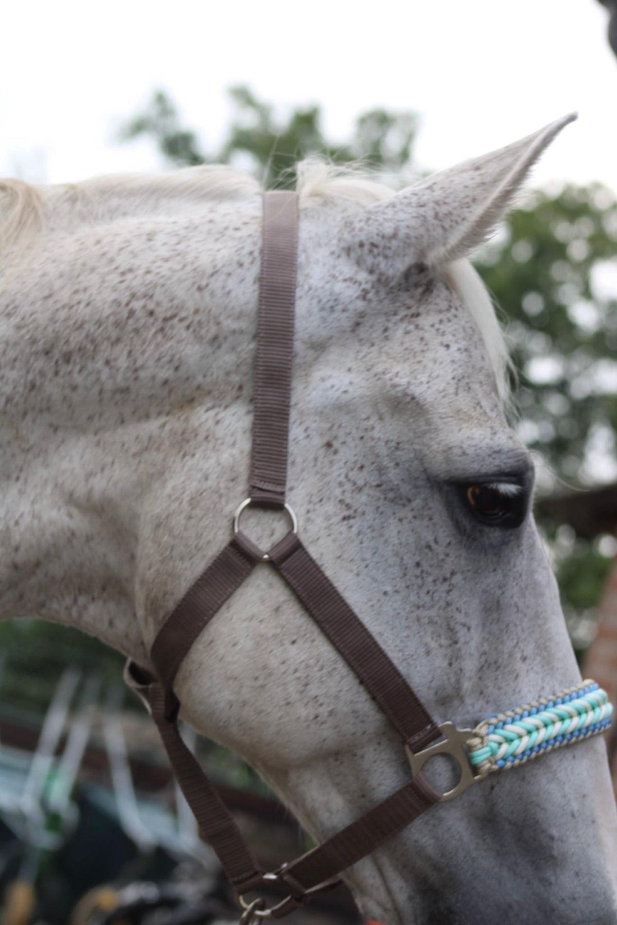Handgemaakte paardenhalsters - Geknoopt halster ‘Desert Sky’ crème/ mint/ turquoise