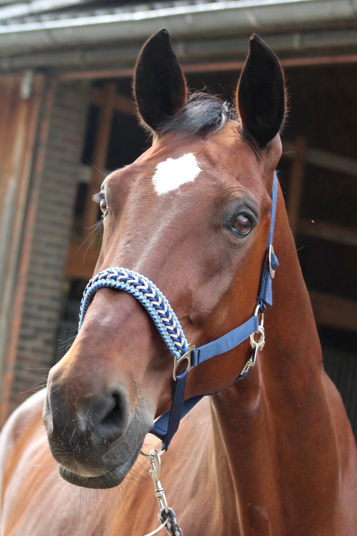Handmade horse halters - Knotted halter ‘Blue Jeans’ dark blue/light blue