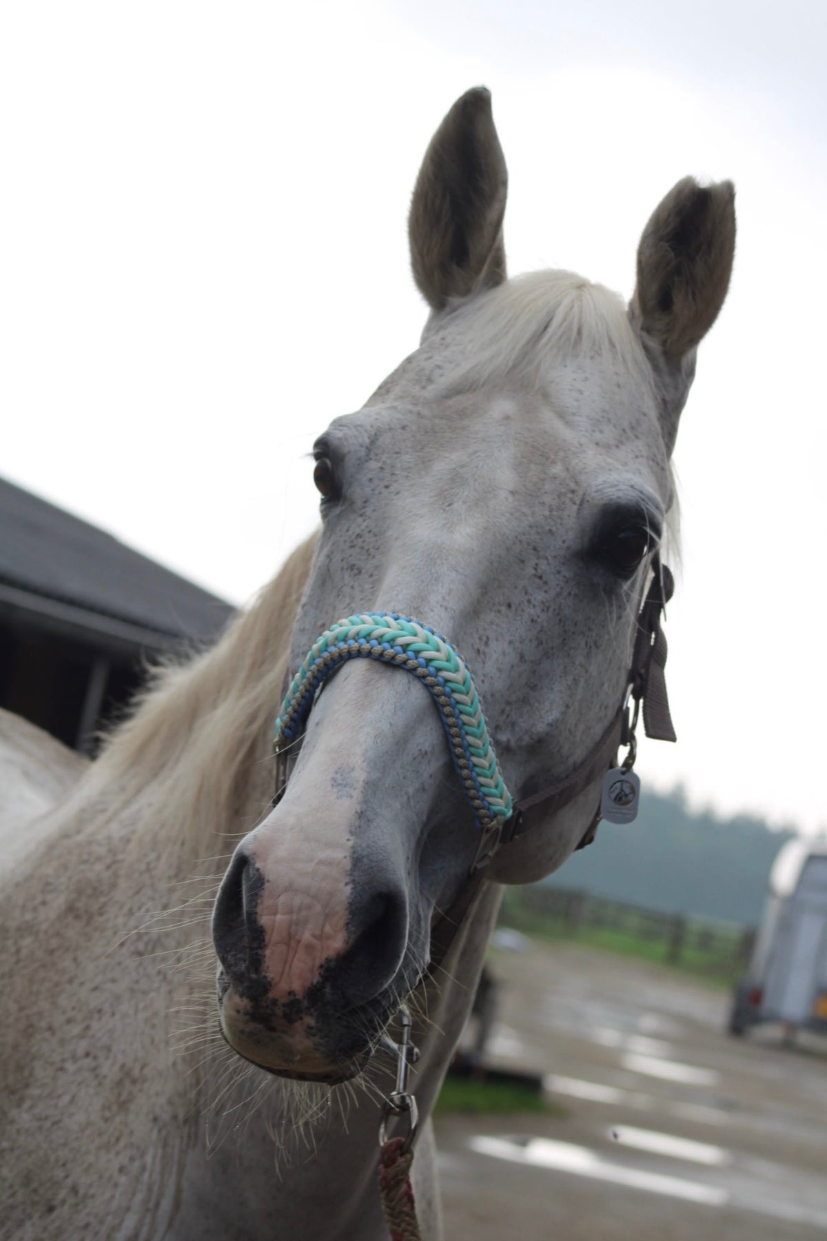 Handgemaakte paardenhalsters - Geknoopt halster ‘Desert Sky’ crème/ mint/ turquoise