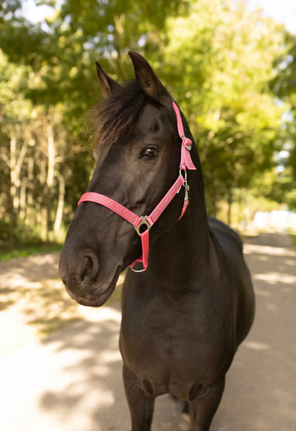 Happy Halsters - Fuchsia Panther Halfter