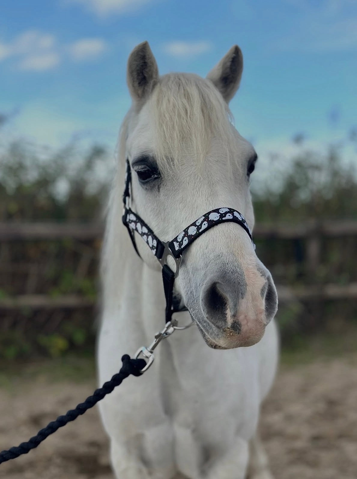 Happy Halster x FMH - Boo-tiful Halloween Exclusive capezza nera