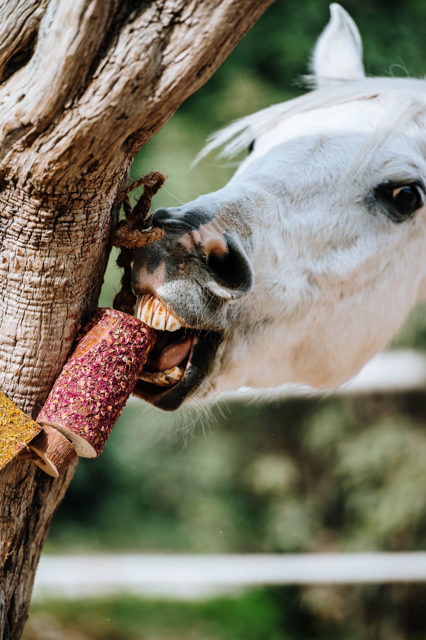Herbi Horse - Houten speeltouw met kruiden (diverse)