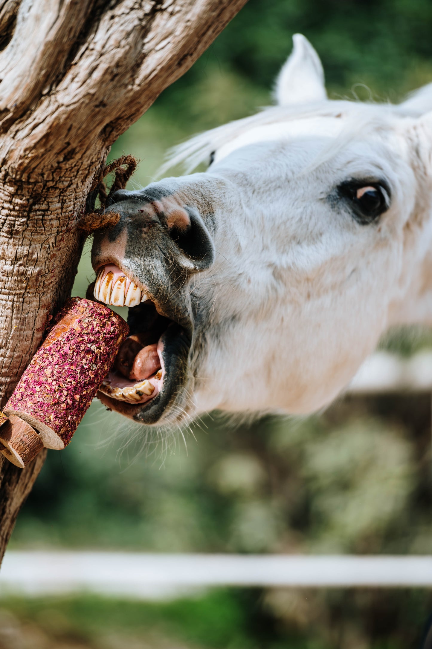 Herbi Horse - Houten speeltouw met kruiden (diverse)