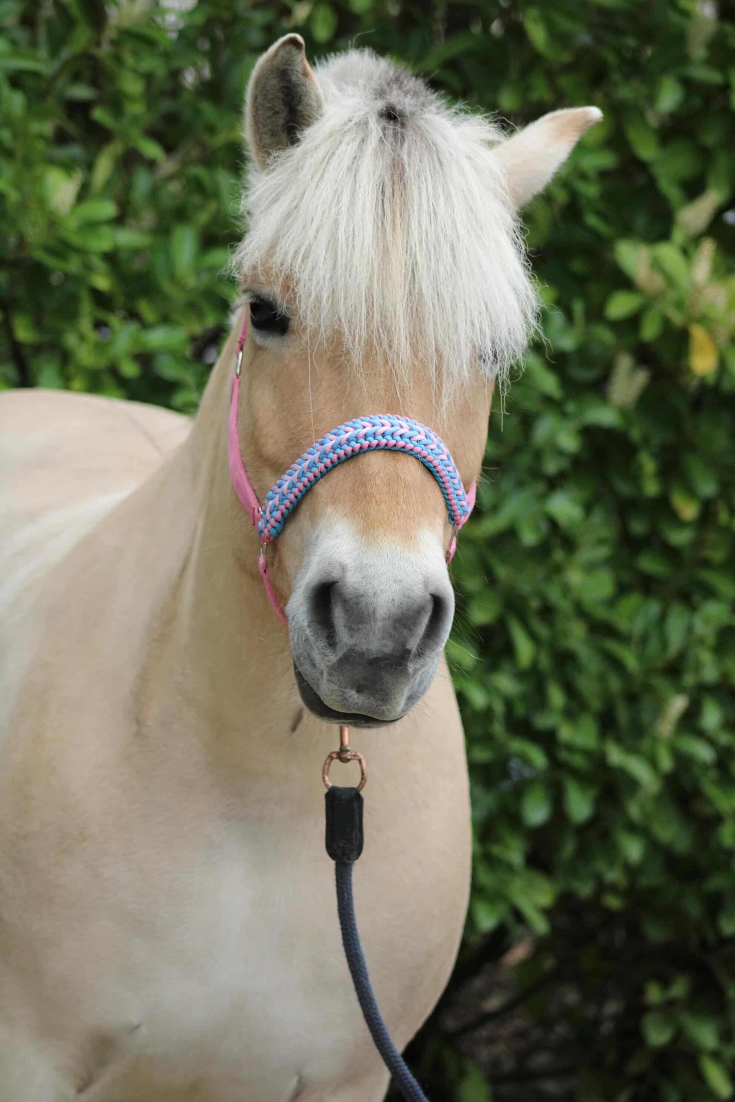 Handmade Horse Halters - Knotted halter 'Cotton Candy' light pink/light blue