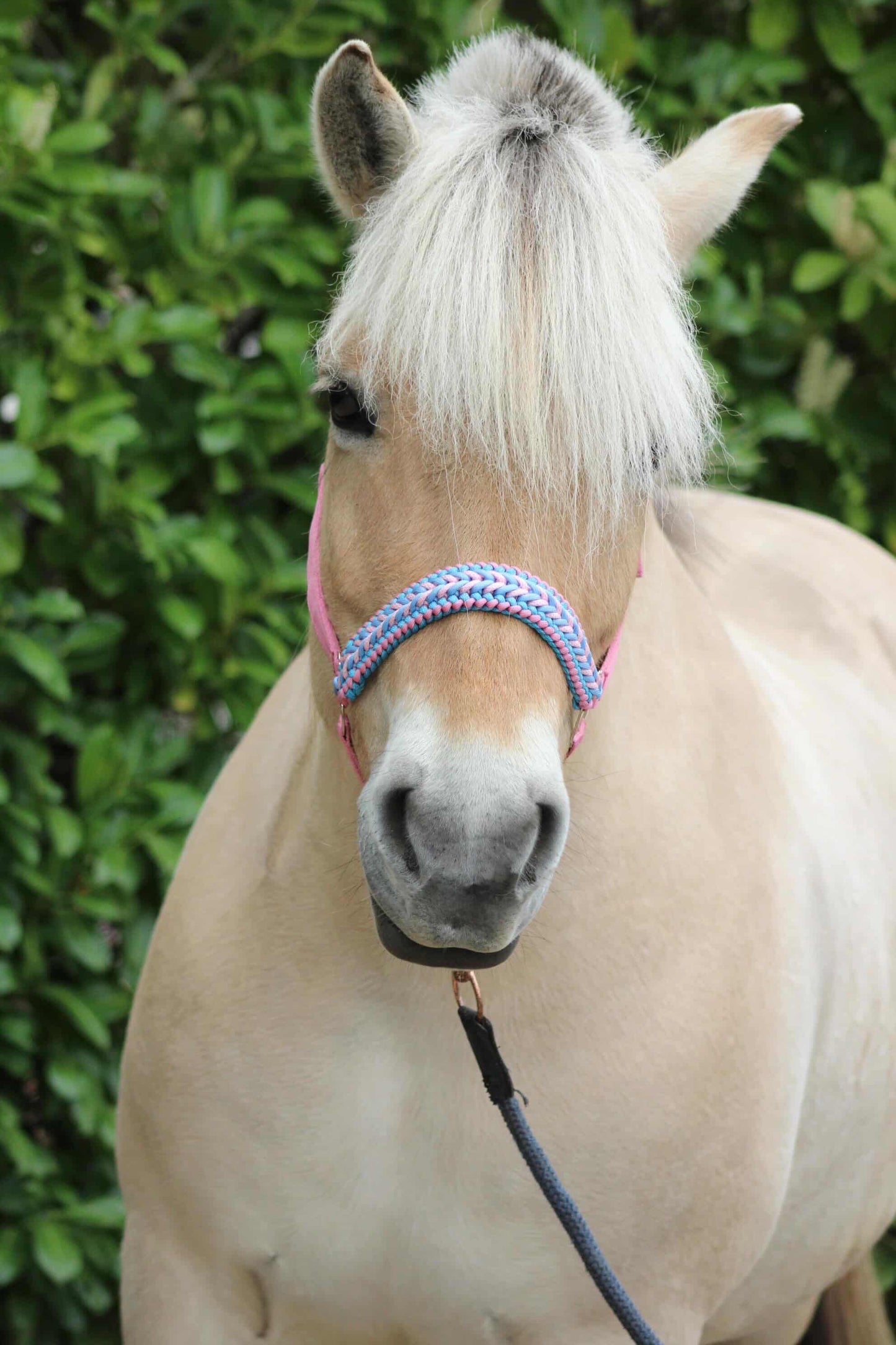 Handmade Horse Halters - Knotted halter 'Cotton Candy' light pink/light blue