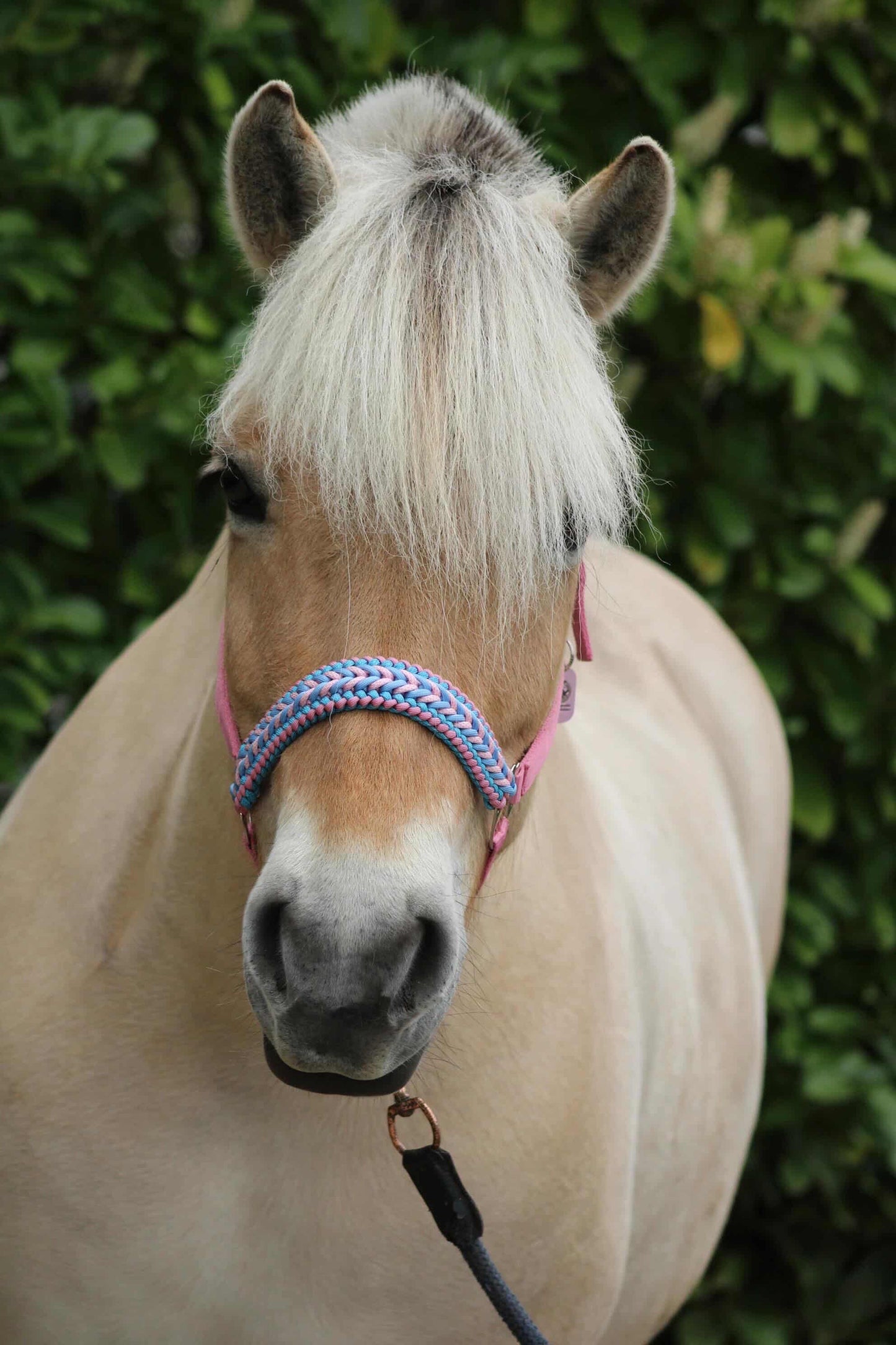 Handmade Horse Halters - Knotted halter 'Cotton Candy' light pink/light blue