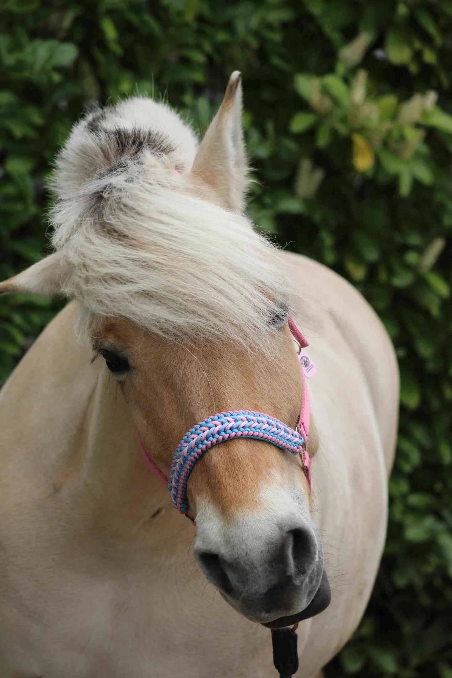 Handmade Horse Halters - Knotted halter 'Cotton Candy' light pink/light blue