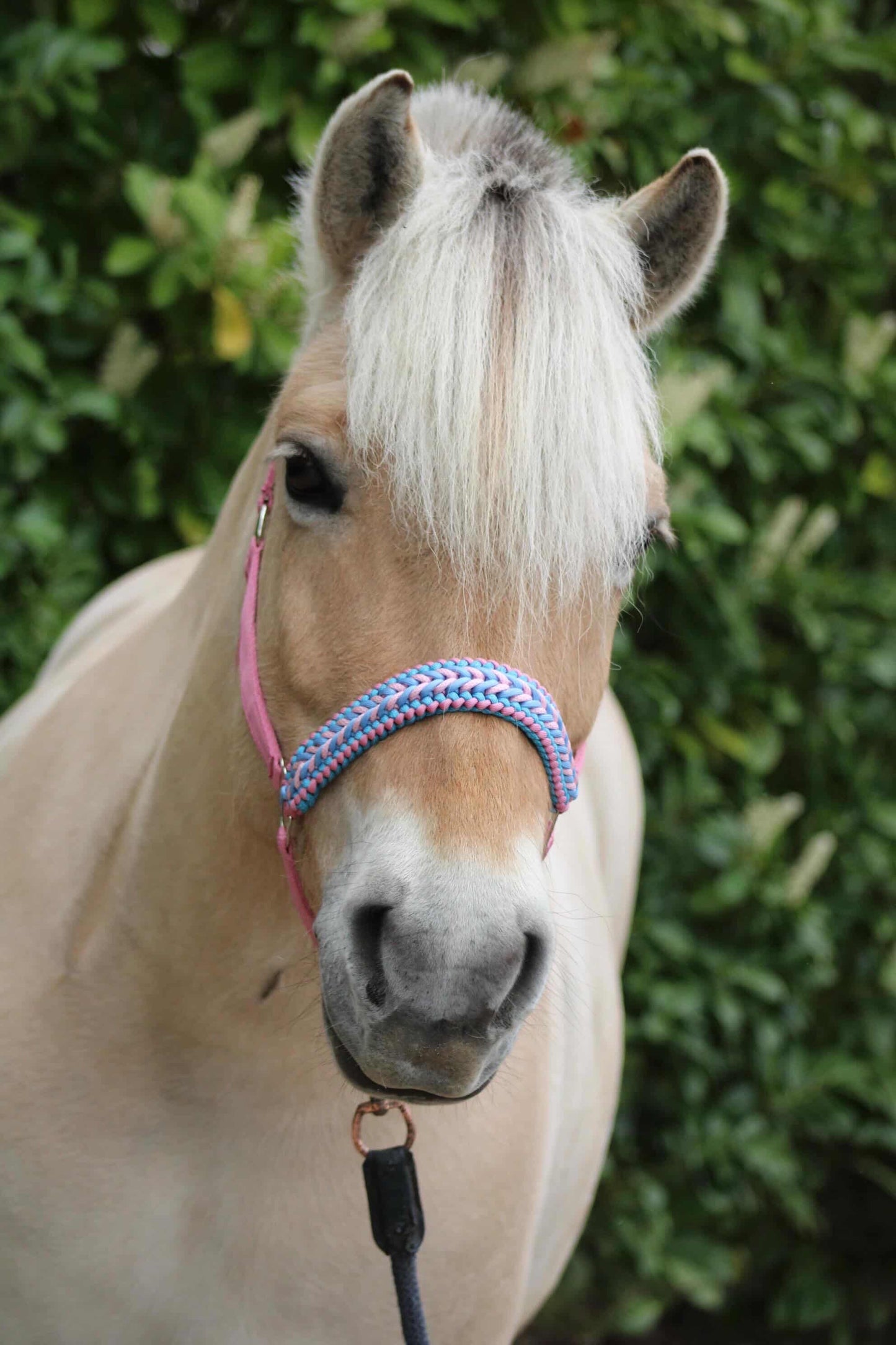 Handmade Horse Halters - Knotted halter 'Cotton Candy' light pink/light blue