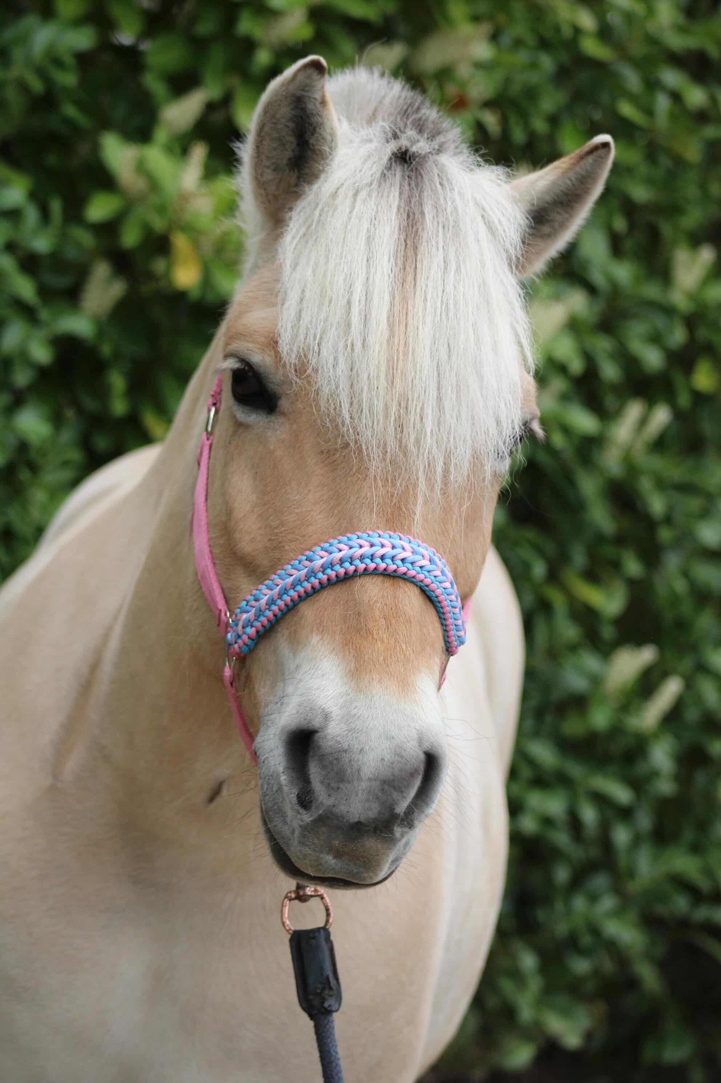 Handmade Horse Halters - Knotted halter 'Cotton Candy' light pink/light blue