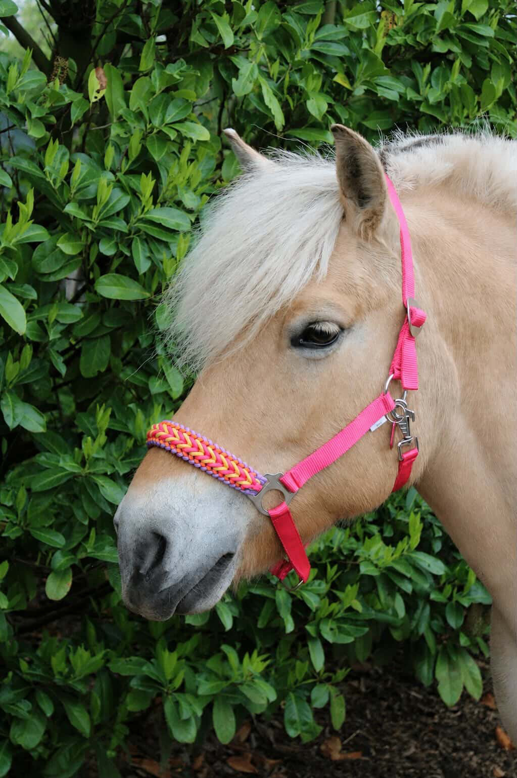 Handmade horse halters - Knotted halter 'Funky Town' fuchsia/yellow/orange/purple