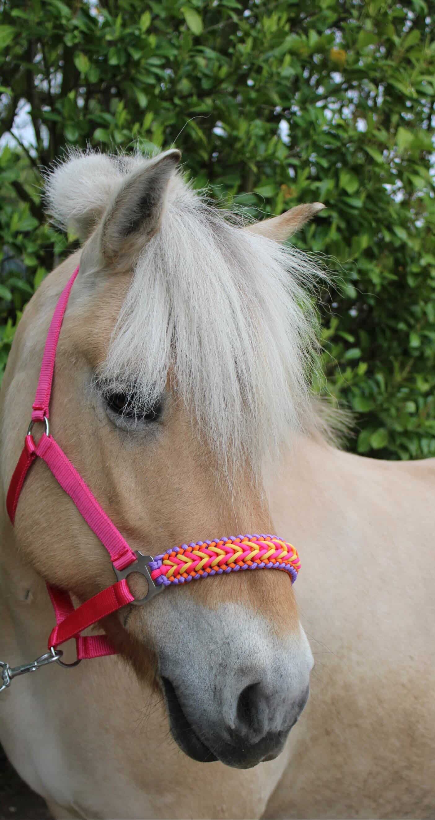 Handmade horse halters - Knotted halter 'Funky Town' fuchsia/yellow/orange/purple