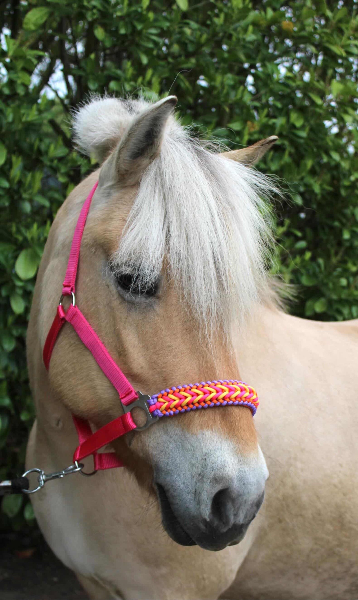 Handmade horse halters - Knotted halter 'Funky Town' fuchsia/yellow/orange/purple