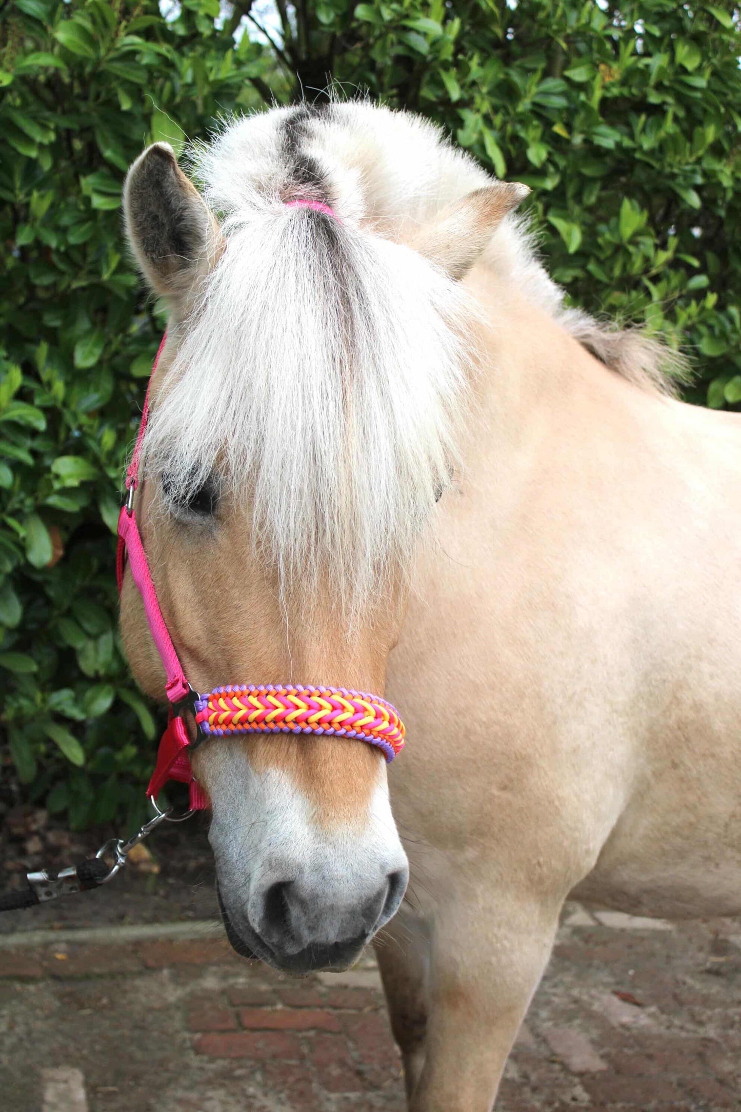Handmade horse halters - Knotted halter 'Funky Town' fuchsia/yellow/orange/purple