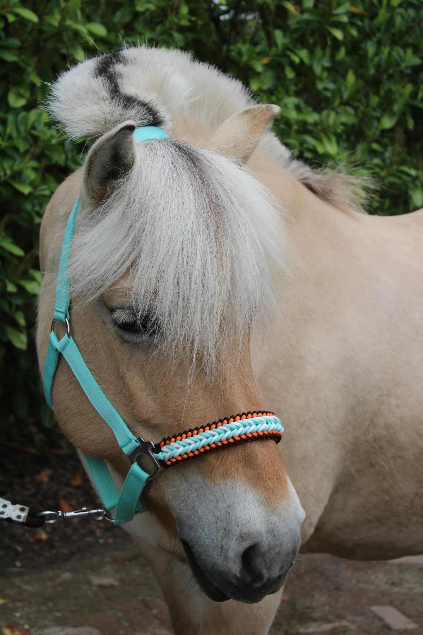 Handmade horse halters - Knotted halter 'Fire & Ice' mint/orange/black